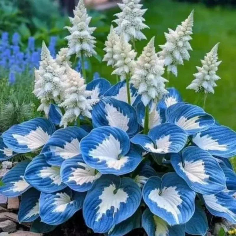 Hostas variegadas ShadeLuxe | Convierte los rincones sombríos en un paraíso colorido que atrae a los polinizadores | ribuella