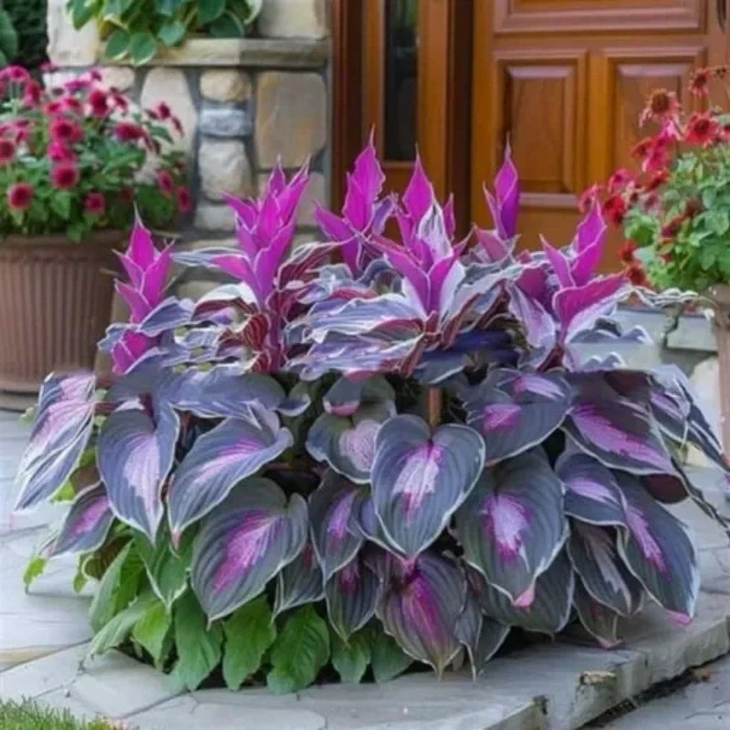ShadeLuxe Variegated Hostas | Zamień zacienione miejsca w kolorowy raj wspierający zapylacze | ribuella