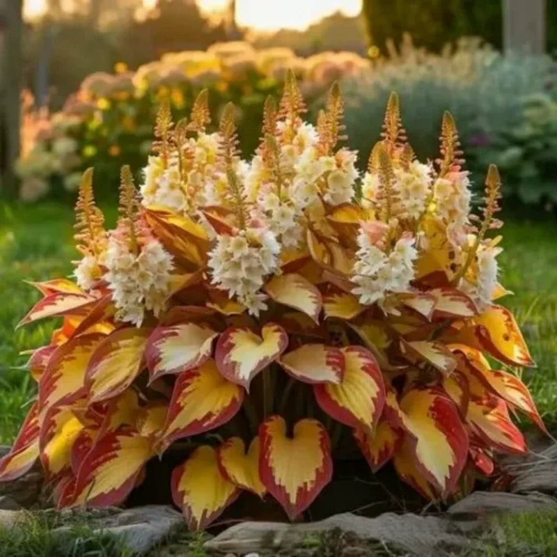 Hostas variegadas ShadeLuxe | Convierte los rincones sombríos en un paraíso colorido que atrae a los polinizadores | ribuella