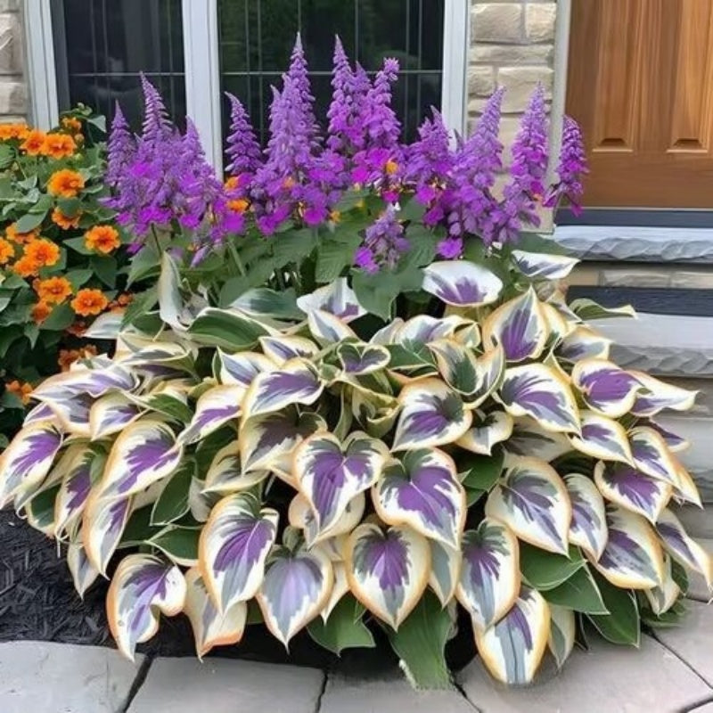 Hostas variegadas ShadeLuxe | Convierte los rincones sombríos en un paraíso colorido que atrae a los polinizadores | ribuella