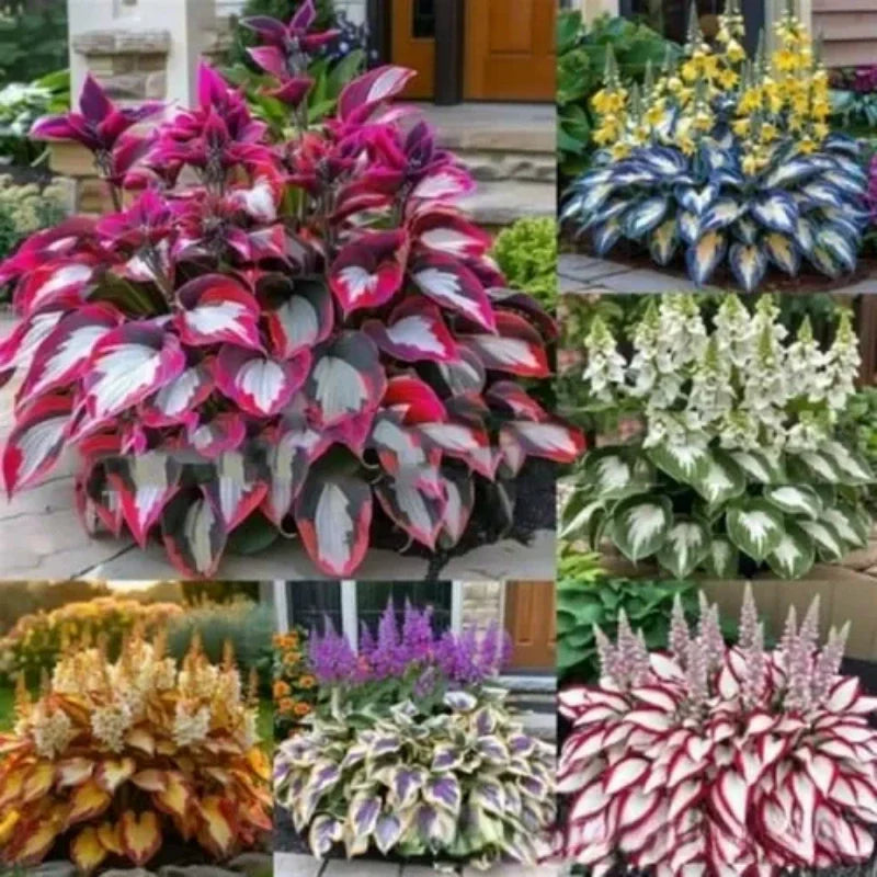 ShadeLuxe Variegated Hostas | Zamień zacienione miejsca w kolorowy raj wspierający zapylacze | ribuella