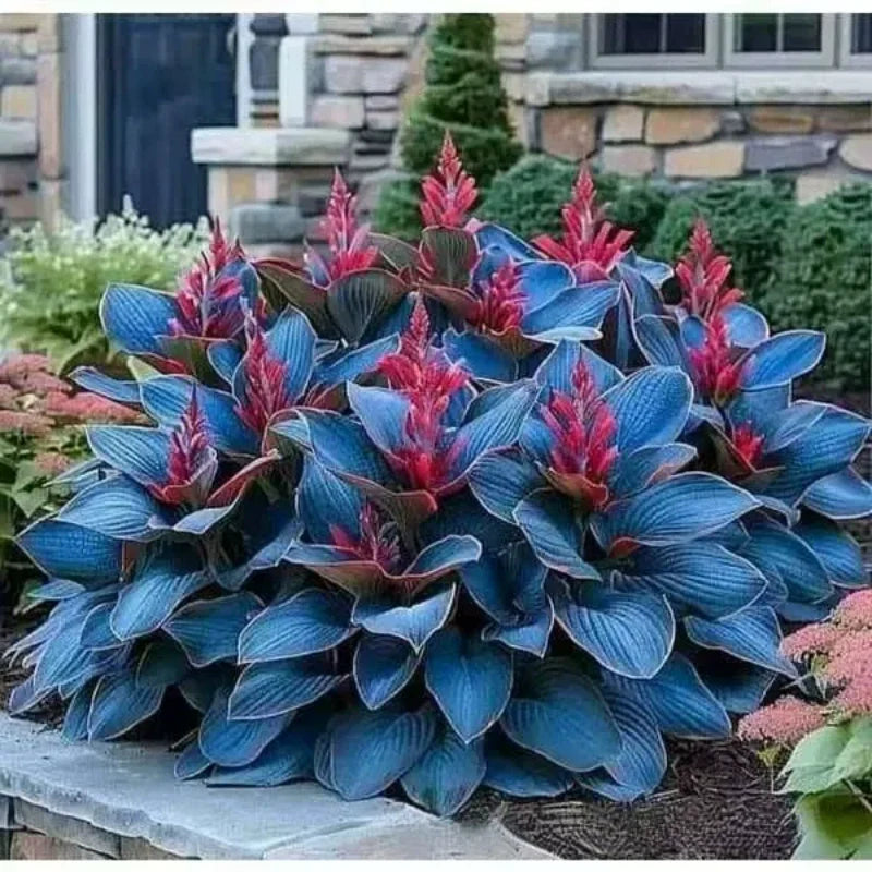 ShadeLuxe Variegated Hostas | Zamień zacienione miejsca w kolorowy raj wspierający zapylacze | ribuella