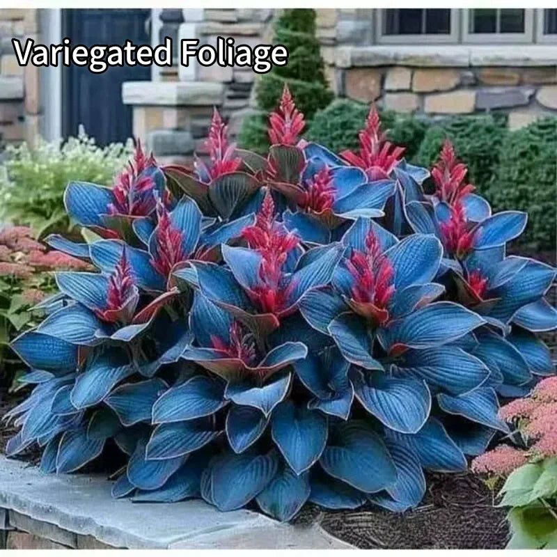 Hostas variegadas ShadeLuxe | Convierte los rincones sombríos en un paraíso colorido que atrae a los polinizadores | ribuella