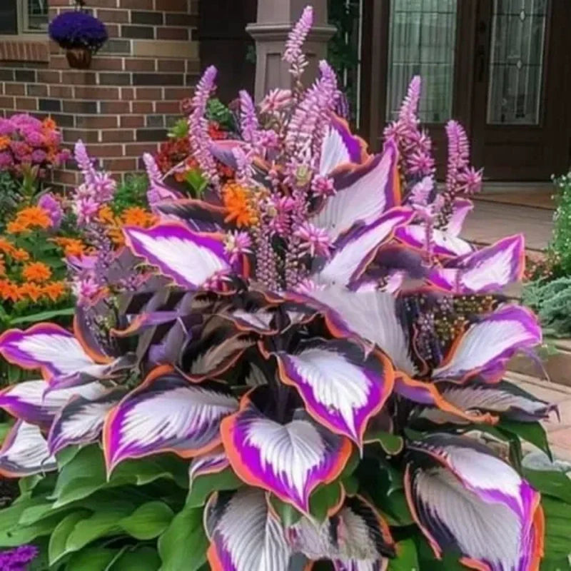 Hostas variegadas ShadeLuxe | Convierte los rincones sombríos en un paraíso colorido que atrae a los polinizadores | ribuella