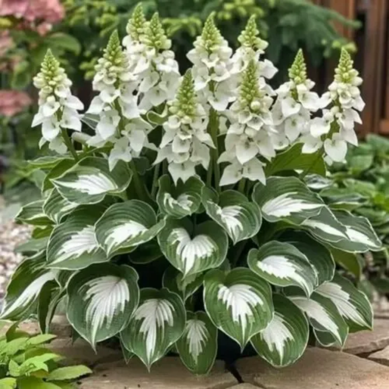 ShadeLuxe Variegated Hostas | Zamień zacienione miejsca w kolorowy raj wspierający zapylacze | ribuella