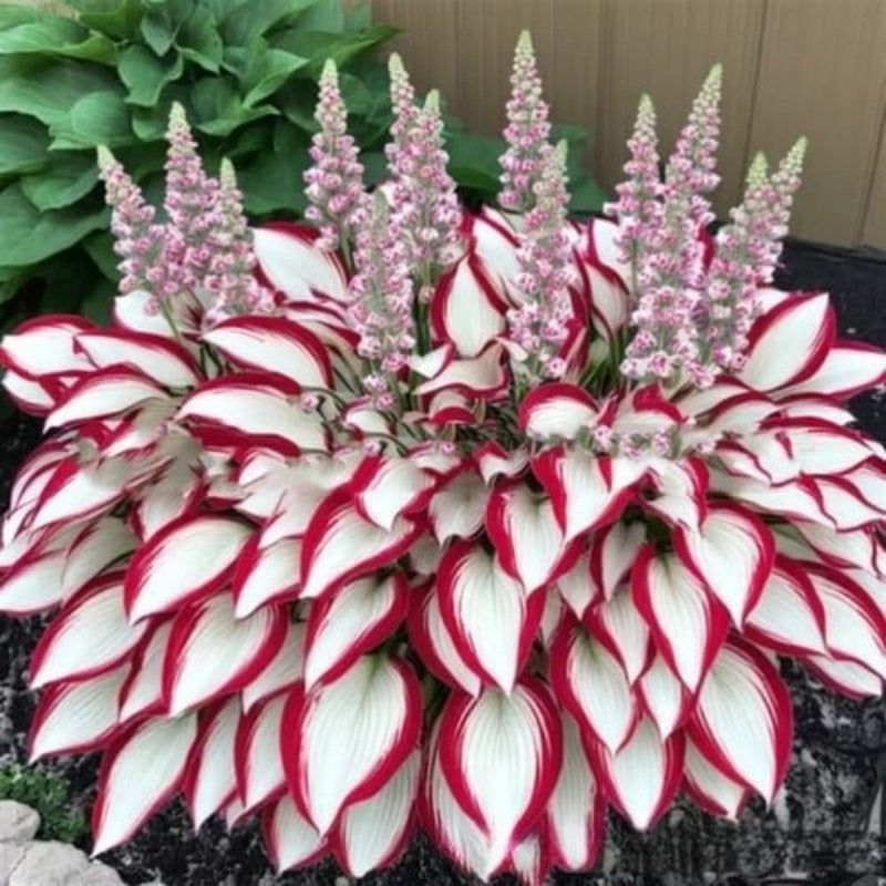 ShadeLuxe Variegated Hostas | Zamień zacienione miejsca w kolorowy raj wspierający zapylacze | ribuella