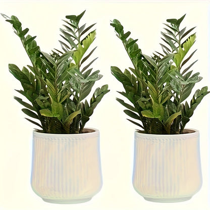 Stylish Indoor Planter Duo for Chic Home Decor | ribuella