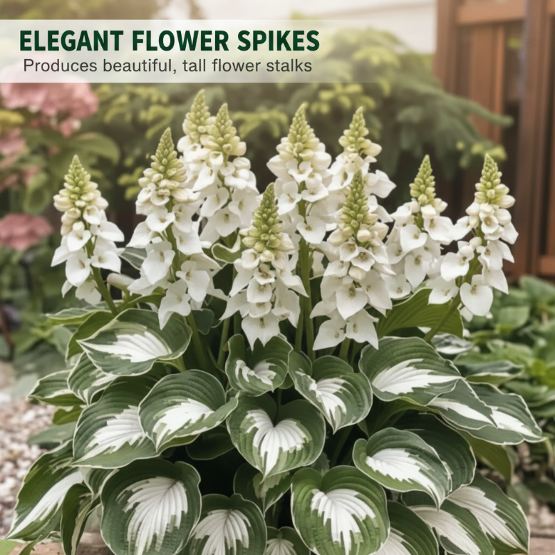 Hostas variegadas ShadeLuxe | Convierte los rincones sombríos en un paraíso colorido que atrae a los polinizadores | ribuella