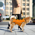 حزام LiftHound قابل للتعديل لإعادة تأهيل الكلاب وتعافيها
