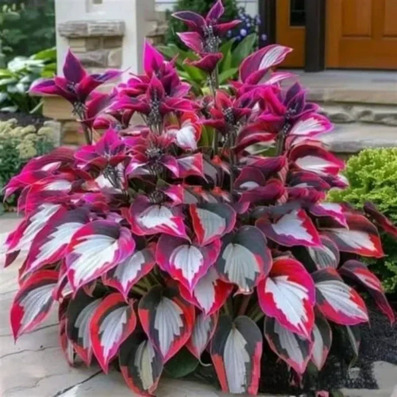 ShadeLuxe Variegated Hostas | Zamień zacienione miejsca w kolorowy raj wspierający zapylacze | ribuella