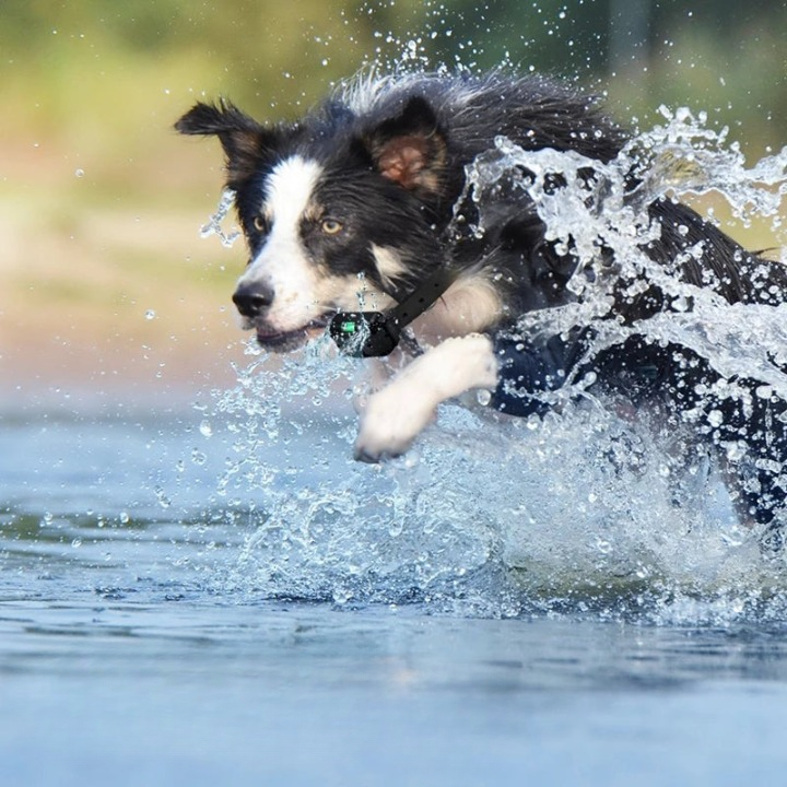 Remote-Controlled Waterproof Dog Training Collar – 3 Training Modes | ribuella