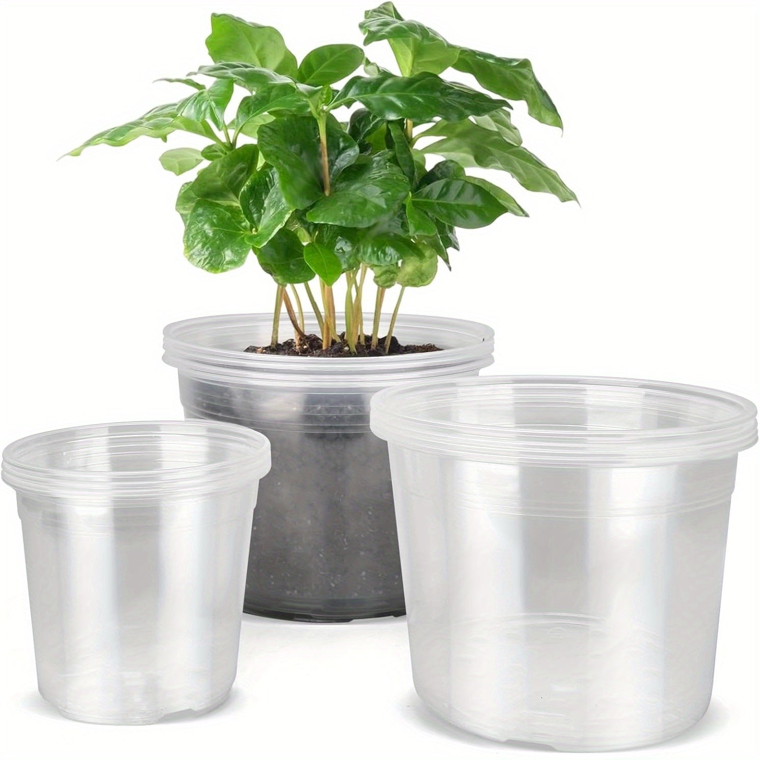 ROOTVIEW GARDEN SET – Clear Pots for Effortless Root Observation | ribuella