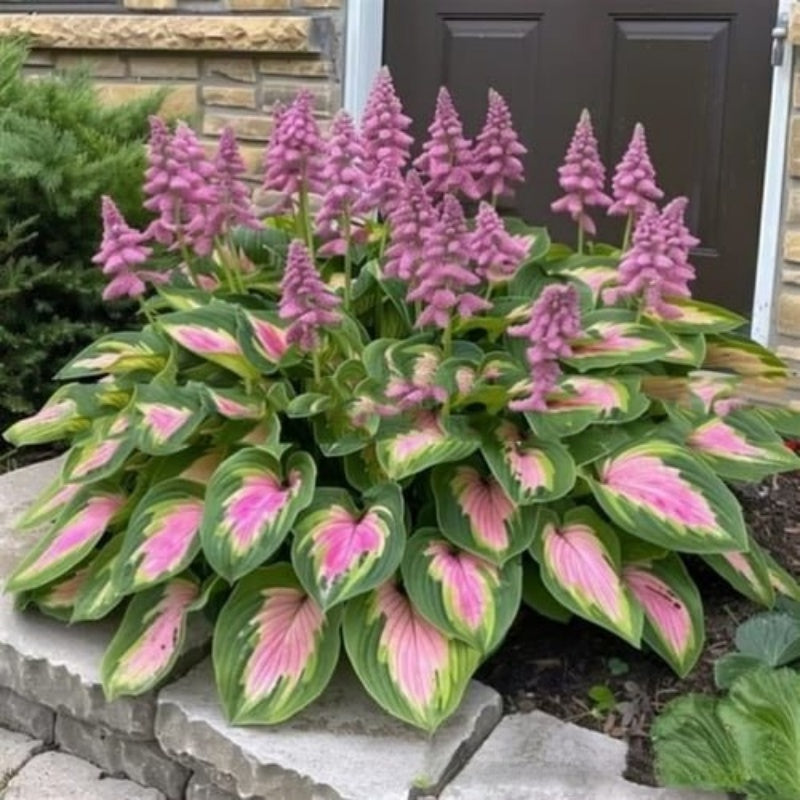 ShadeLuxe Variegated Hostas | Zamień zacienione miejsca w kolorowy raj wspierający zapylacze | ribuella