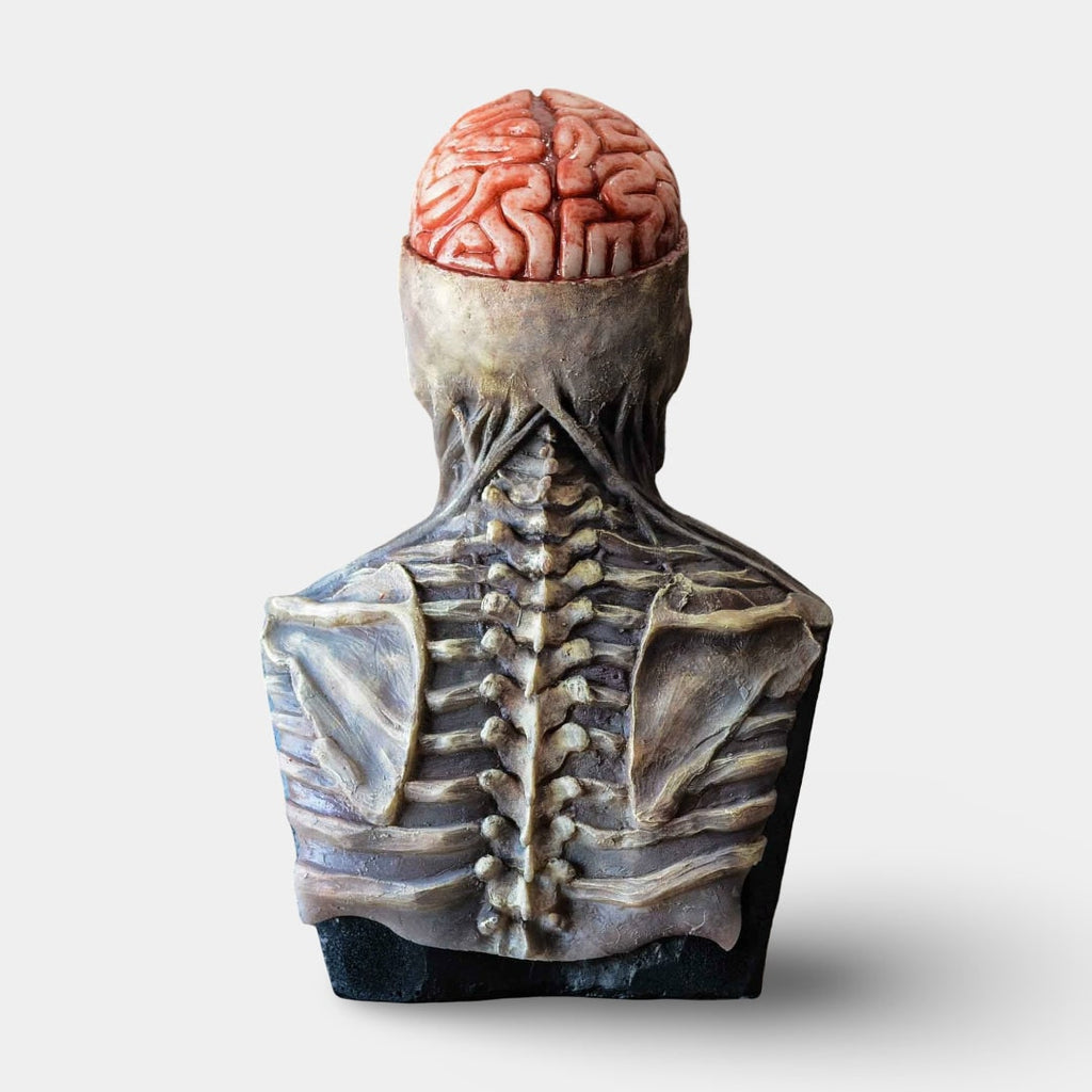 Busto de caveira de esqueleto para o Halloween, detalhe de cérebro exposto e acabamento envelhecido