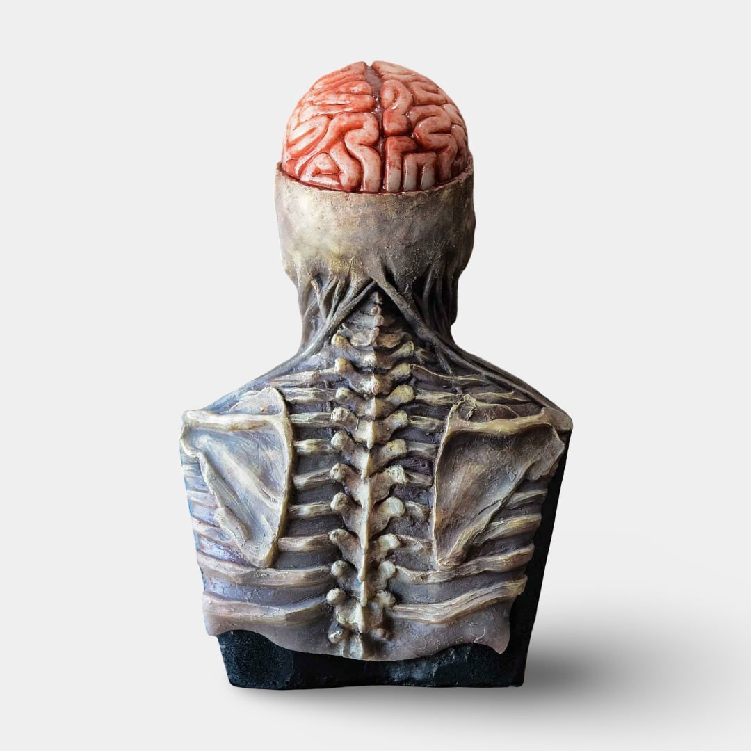 Busto de caveira de esqueleto para o Halloween, detalhe de cérebro exposto e acabamento envelhecido