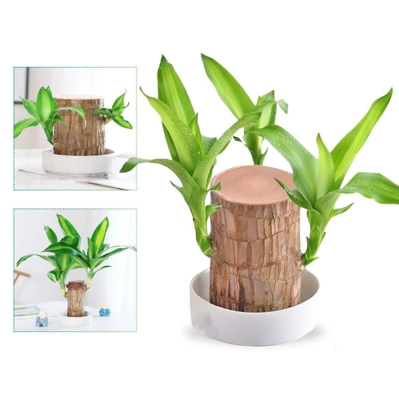 Small Lucky Plant Brazilian Wood Hydroponic Setup Low Maintenance Air Purifying Indoor