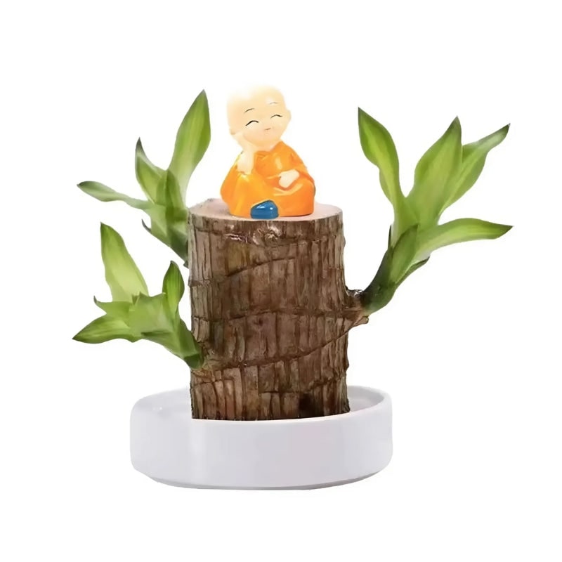 Small Lucky Plant Brazilian Wood Hydroponic Setup Low Maintenance Air Purifying Indoor