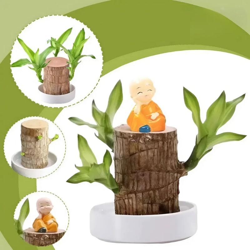 Small Lucky Plant Brazilian Wood Hydroponic Setup Low Maintenance Air Purifying Indoor