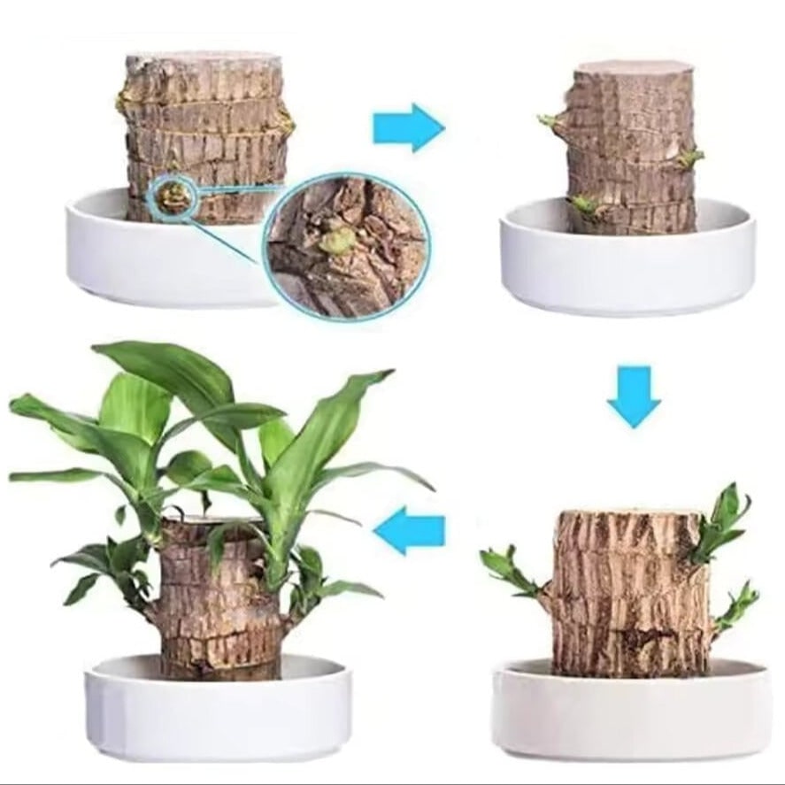Small Lucky Plant Brazilian Wood Hydroponic Setup Low Maintenance Air Purifying Indoor
