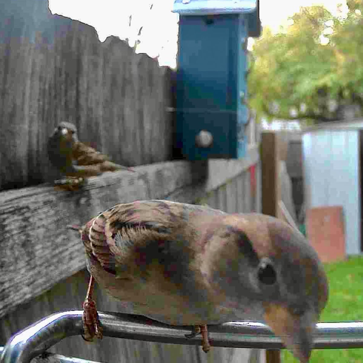 Solar Powered WIFI Bird Feeder Camera Waterproof Outdoor Smart Video Monitor